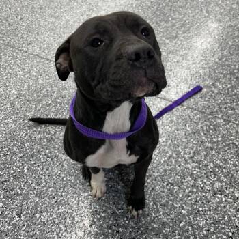 Pit Bull Terrier Dogs Available for Adoption in Moravia, New York - Izzy | PetCurious