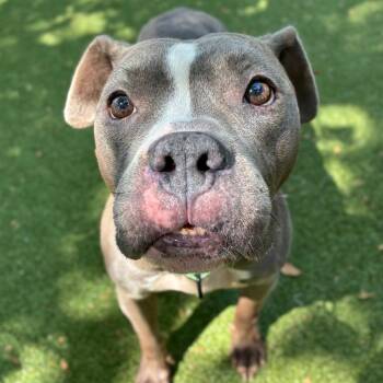 Koala -  Mixed Breed Dog for Adoption in Providence, Rhode Island - Koala | PetCurious