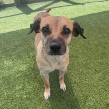 Soliel 1770 -  German Shepherd Dog Dog for Adoption in Loxahatchee Groves, Florida - Soliel 1770 | PetCurious