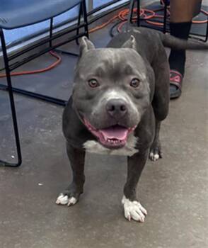 BRONX -  Mixed Breed Dog for Adoption in Dallas, Texas - BRONX | PetCurious