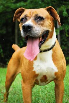 Rhonda -  Boxer Dog for Adoption in Manchester, Tennessee - Rhonda | PetCurious