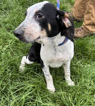 Rescue Coonhound Dogs for Adoption in Glenwood City, Wisconsin - Charlie | PetCurious