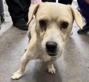 MAX -  Chihuahua and Mixed Breed Dog for Adoption in San Bernardino, California - MAX | PetCurious