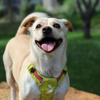 Joy -  Mixed Breed Dog for Adoption in Markham, Ontario - Joy | PetCurious