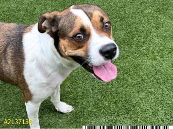 BEAN -  Mixed Breed Dog for Adoption in West Palm Beach, Florida - BEAN | PetCurious