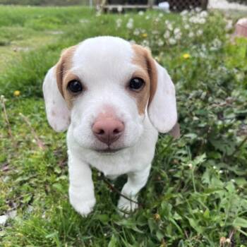 Beagle Dogs Available for Adoption in Syracuse, New York - Ichigo | PetCurious