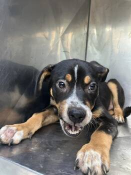 Mixed Breed Dogs Available for Adoption in Dallas, Texas - ECHO | PetCurious