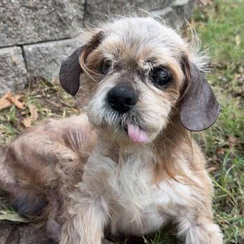 Shih Tzu and Mixed Breed Dogs Available for Adoption - Freddy | PetCurious