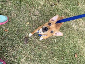 Rescue Chihuahua Dogs for Adoption in Louise, Texas - Bear | PetCurious