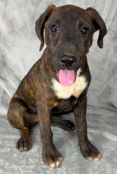 Labrador Retriever and Plott Hound Dogs Available for Adoption in New York, New York - Just A Game (foster Needed) | PetCurious