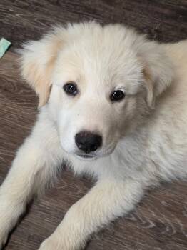 Indiana -  Great Pyrenees Dog Available for Adoption in Garland, Texas - Indiana | PetCurious