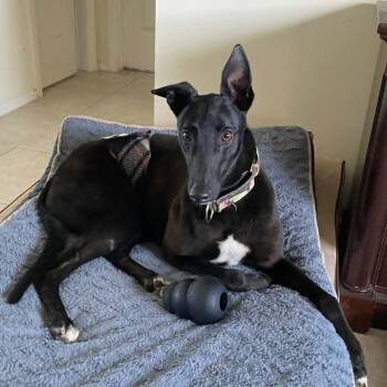 Wyatt -  Greyhound Dog for Adoption in Venice, Florida - Wyatt | PetCurious