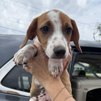 Peter Parker -  Mixed Breed Dog for Adoption in Columbia, South Carolina - Peter Parker | PetCurious