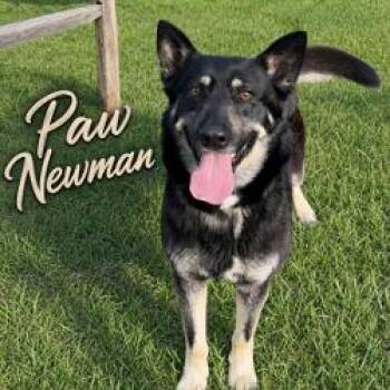 Paw Newman -  Shepherd and Mixed Breed Dog for Adoption in Matteson, Illinois - Paw Newman | PetCurious