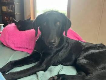 Clark -  Labrador Retriever Dog for Adoption in Seward, Nebraska - Clark | PetCurious