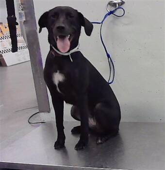 LANA -  Labrador Retriever and Mixed Breed Dog for Adoption in Houston, Texas - LANA | PetCurious