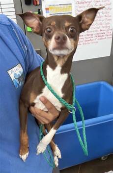 DJ -  Mixed Breed Dog for Adoption in Dallas, Texas - DJ | PetCurious