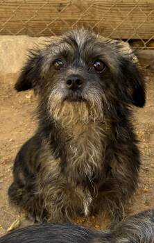 Sassy -  Terrier Dog for Adoption in Apple Valley, California - Sassy | PetCurious