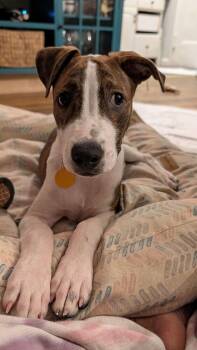 Charlie -  Boxer and Hound Dog for Adoption in New York, New York - Charlie | PetCurious
