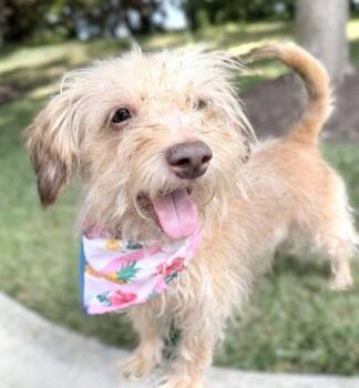 Phoebe -  Terrier Dog for Adoption in Arlington, Virginia - Phoebe | PetCurious