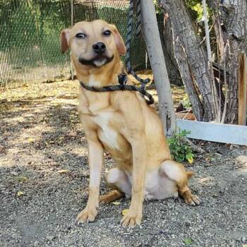 Dachshund Dogs Available for Adoption - Lil Wayne | PetCurious