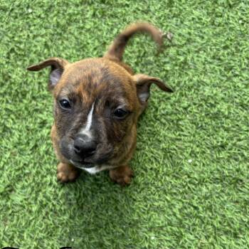 Shepherd Dogs Available for Adoption in Loxahatchee Groves, Florida - Lambo 0027 | PetCurious