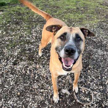 Rescue German Shepherd Dog and Mixed Breed Dogs for Adoption in Quakertown, Pennsylvania - Opie | PetCurious