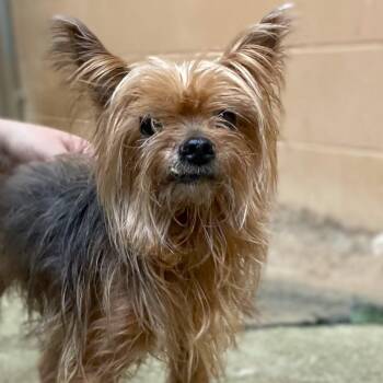 Rescue Silky Terrier Dogs for Adoption in Hoquiam, Washington - Sunny | PetCurious