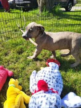 Mixed Breed Dogs Available for Adoption in Wyoming, Michigan - Puppy-F | PetCurious