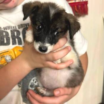 Hayes -  Australian Shepherd Dog for Adoption in Minneapolis, Minnesota - Hayes | PetCurious