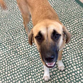 HOPE (671) -  Anatolian Shepherd and Black Mouth Cur Dog for Adoption in Indiantown, Florida - HOPE (671) | PetCurious