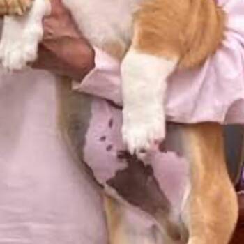 Dachshund and Mixed Breed Dogs Available for Adoption in Biloxi, Mississippi - Carl Star-Dust | PetCurious