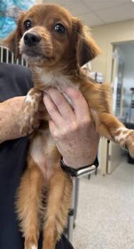 LAUN -  Chihuahua Dog for Adoption in San Antonio, Texas - LAUN | PetCurious