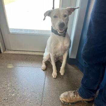 Trigger -  American Staffordshire Terrier Dog for Adoption in Kingman, Arizona - Trigger | PetCurious