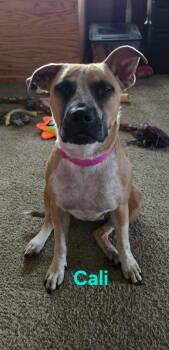 Rescue Terrier Dogs for Adoption in Waterloo, Iowa - Cali | PetCurious