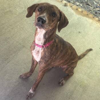 Lena -  Mixed Breed Dog for Adoption in Greenville, Pennsylvania - Lena | PetCurious