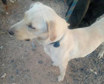Rescue Yellow Labrador Retriever Dogs for Adoption in Mena, Arkansas - Elsa | PetCurious