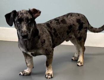 Great Dane and Mixed Breed Dogs Available for Adoption in Hawk Point, Missouri - Highland | PetCurious