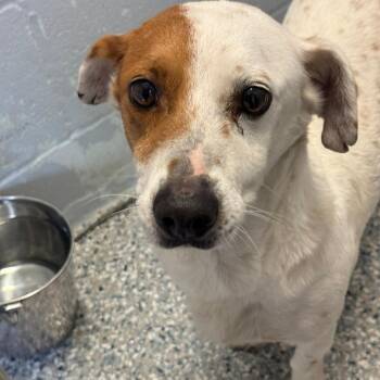 A-Aron -  Rat Terrier Dog for Adoption in Livingston, Texas - A-Aron | PetCurious