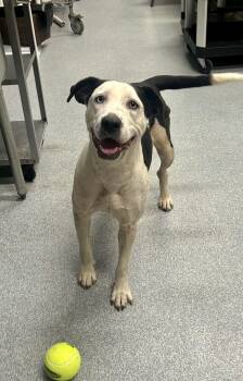 Mixed Breed Dogs Available for Adoption in St. Joseph, Michigan - Silver | PetCurious