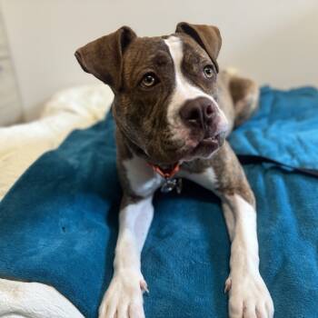 Rescue Mixed Breed Dogs for Adoption in West Palm Beach, Florida - Reese | PetCurious