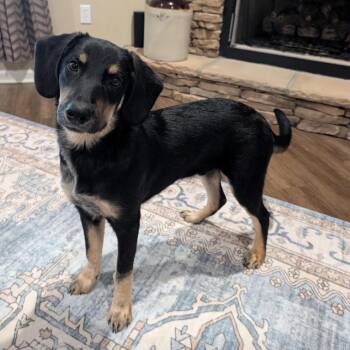 Goose2 -  Shepherd Dog for Adoption in Enterprise, Alabama - Goose2 | PetCurious