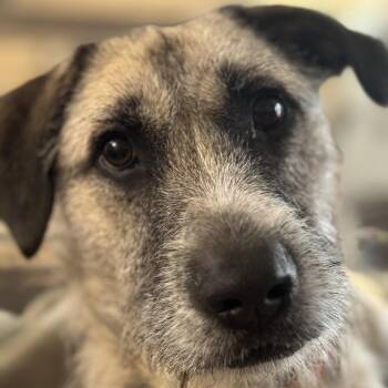 Fitzroy -  Mixed Breed Dog for Adoption in Bentonville, Arkansas - Fitzroy | PetCurious
