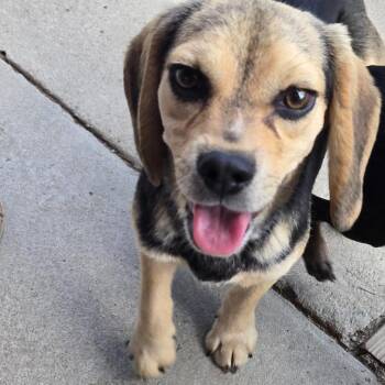 Beagle Dogs Available for Adoption in Briarcliff Manor, New York - Willie | PetCurious