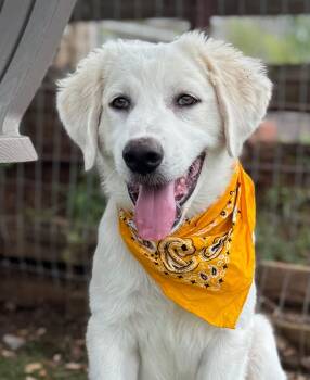 Walter -  Great Pyrenees Dog for Adoption in Southlake, Texas - Walter | PetCurious