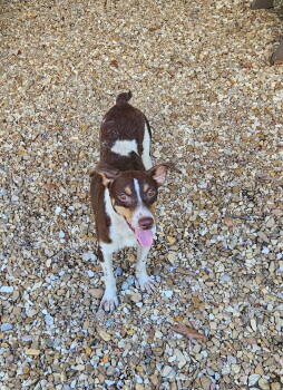 Rescue Terrier Dogs for Adoption in Gulfport, Mississippi - Scout | PetCurious