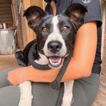 Lucy -  Mixed Breed Dog for Adoption in Shelby, North Carolina - Lucy | PetCurious