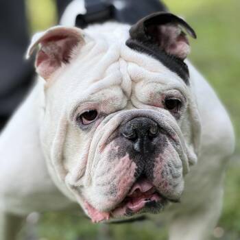 Bubba -  English Bulldog Dog for Adoption in Newark, New Jersey - Bubba | PetCurious