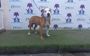 RIP -  Pit Bull Terrier Dog for Adoption in Orlando, Florida - RIP | PetCurious