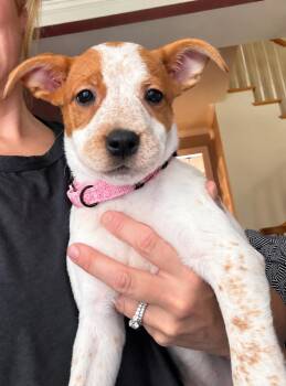 Paprika -  Mixed Breed and Pointer Dog for Adoption in Saugus, Massachusetts - Paprika | PetCurious